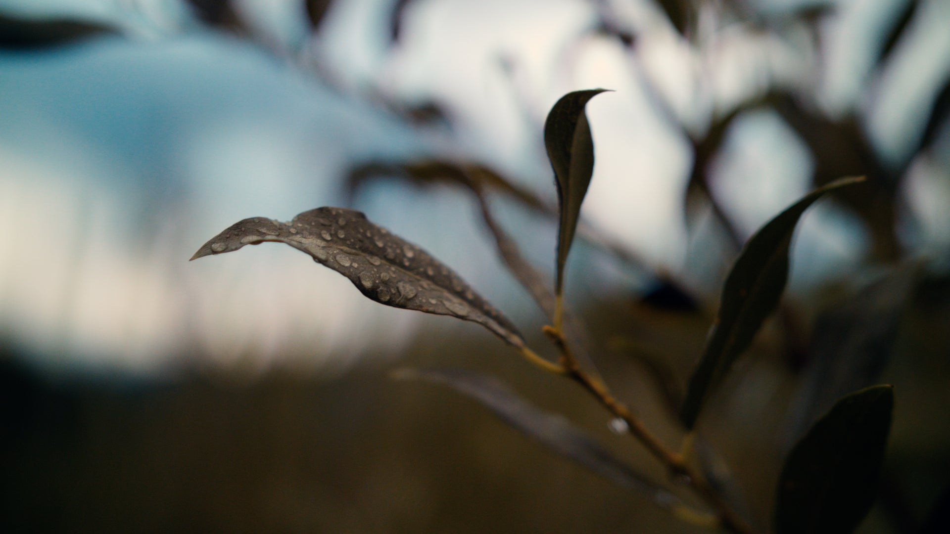 Close-up of a leaf with a blurred background